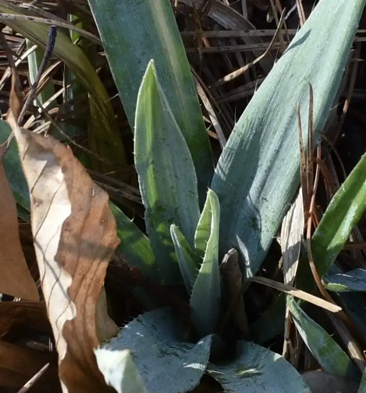 Foto de Eryngium yuccifolium - Foilage (Warren County, NC):Cathy Dewitt