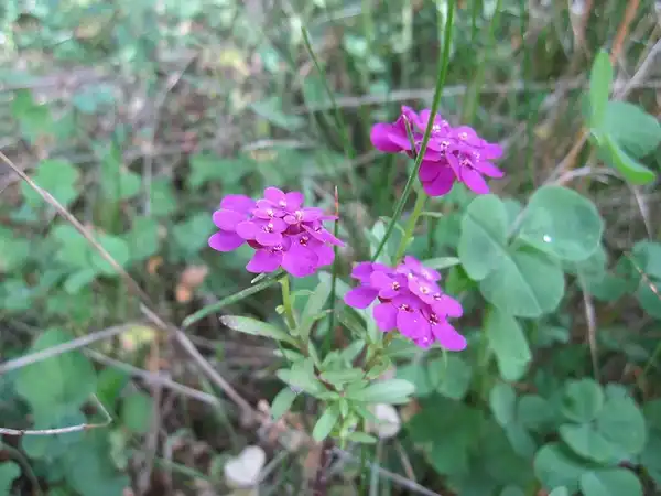 Photo of Erysimum linifolium (Erysimum linifoliums)