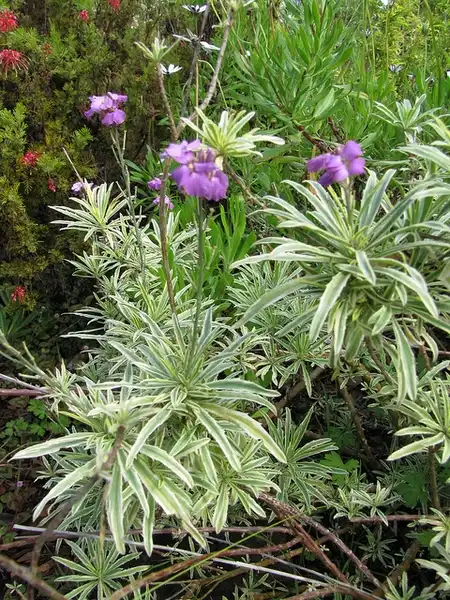 Photo of Erysimum linifolium (Erysimum linifoliums)