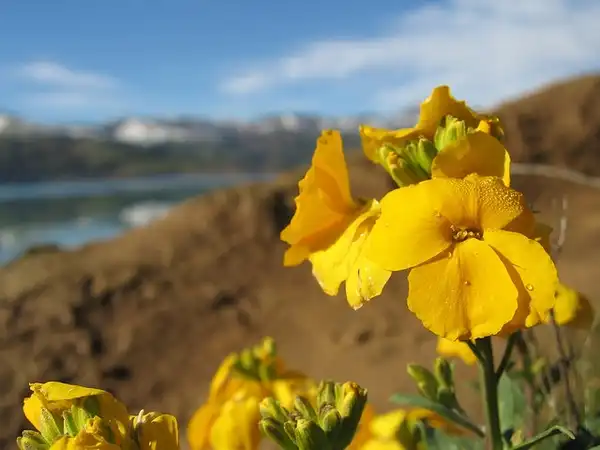 Photo of Erysimum x cheiri (Erysimum x cheiris)