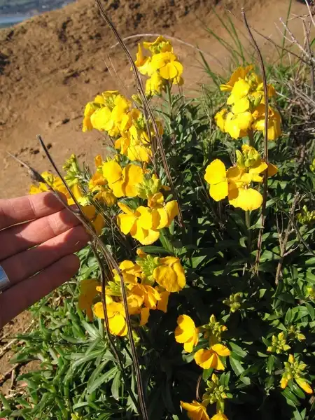 Photo of Erysimum x cheiri (Erysimum x cheiris)