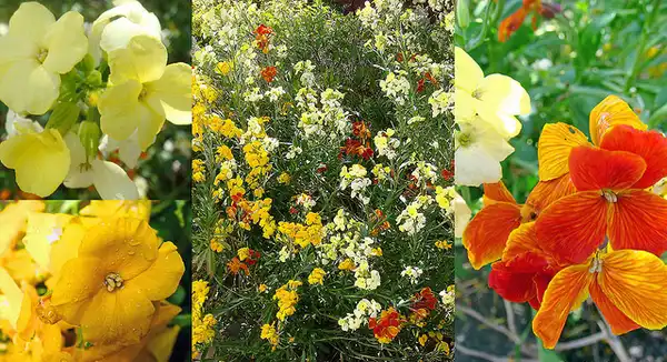 Photo of Erysimum x cheiri - :Dietmut-Teijgeman-Hansen