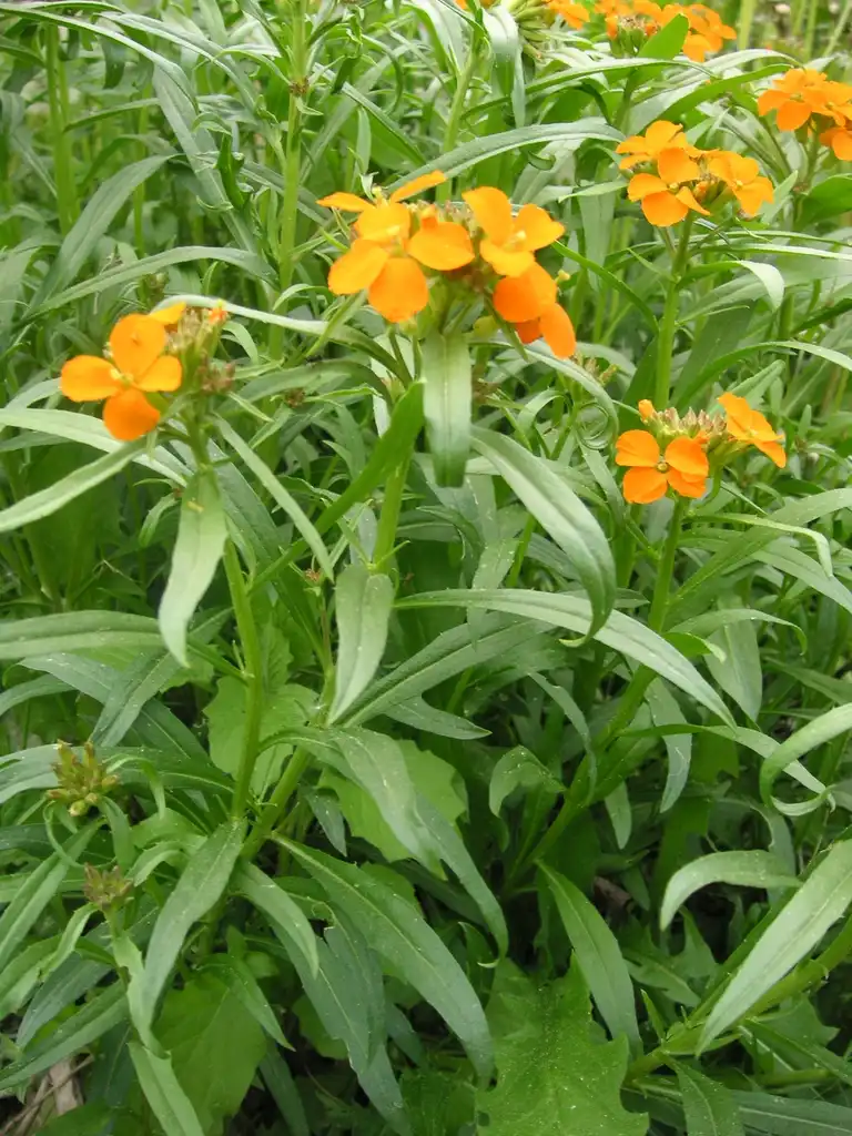 Photo of Erysimum x hybrida (Erysimum x hybridas)