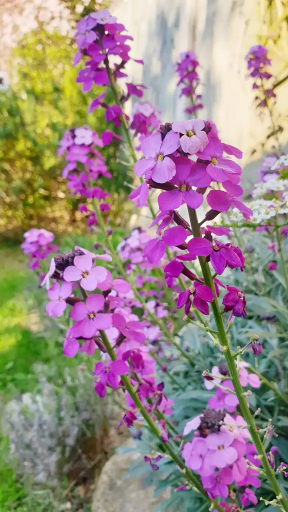 Photo of Erysimum x hybrida (Erysimum x hybridas)