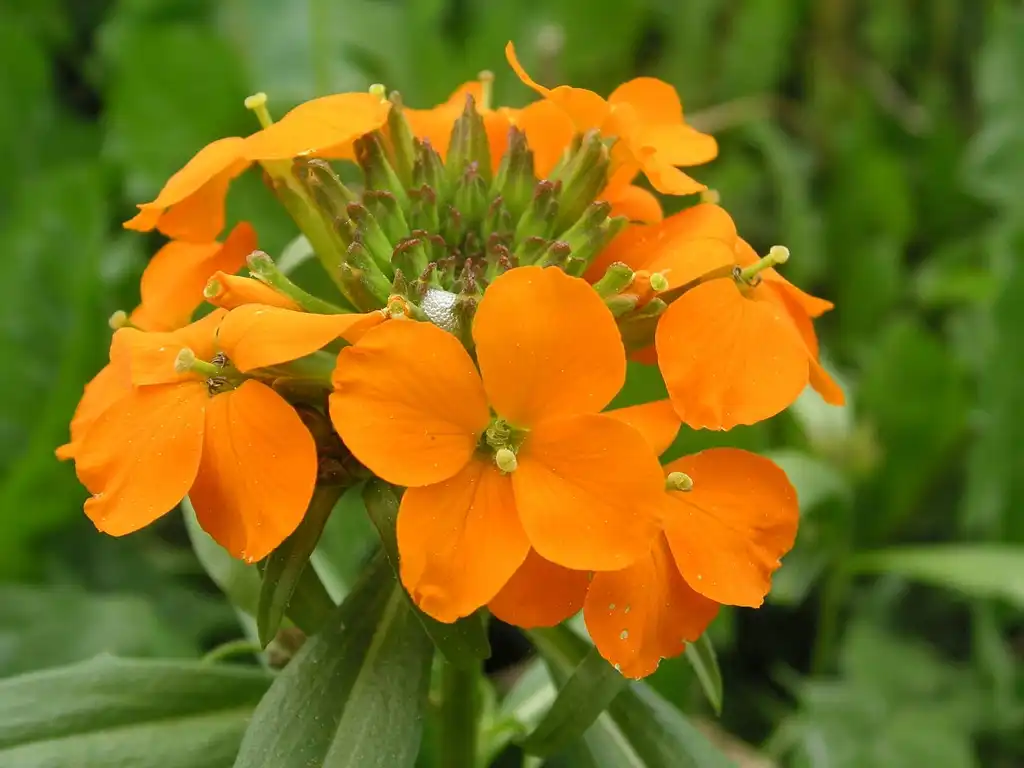 Photo of Erysimum x hybrida - Flower closeup x marshallii:Liuthalas