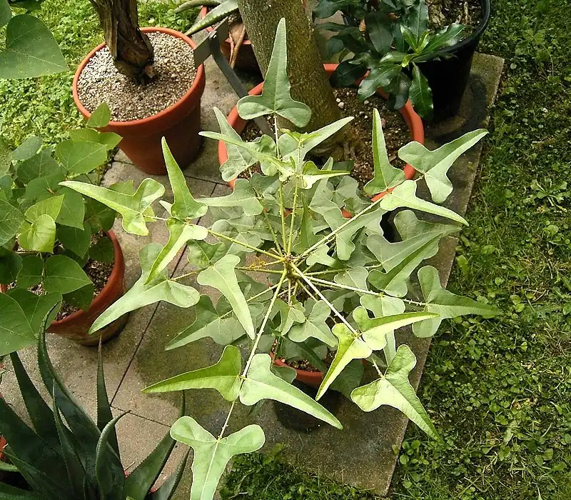Photo of Erythrina herbacea (Erythrina herbaceas)