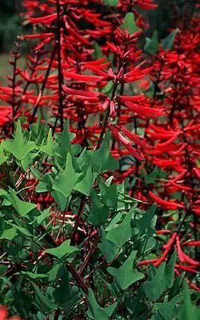 Photo of Erythrina herbacea (Erythrina herbaceas)