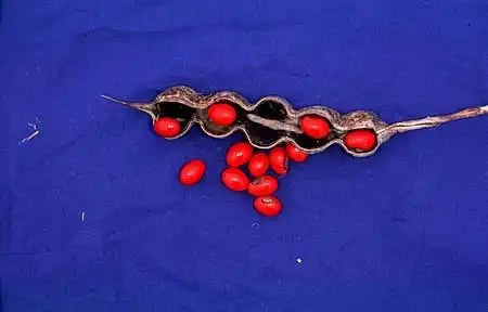 Photo of Erythrina herbacea - :
