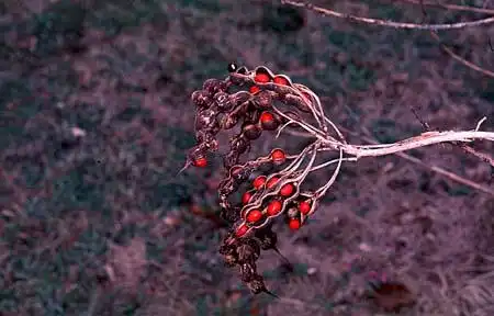Photo of Erythrina herbacea - :