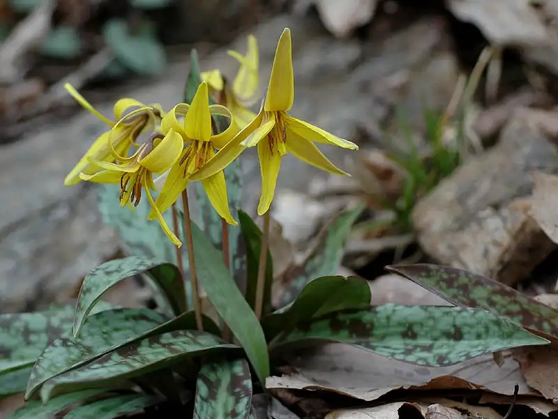 Foto de Erythronium americanum ssp. americanum (Erythronium americanum ssp. americanums)