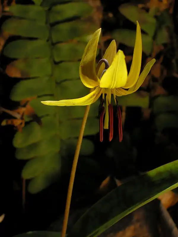 Foto de Erythronium americanum ssp. americanum (Erythronium americanum ssp. americanums)