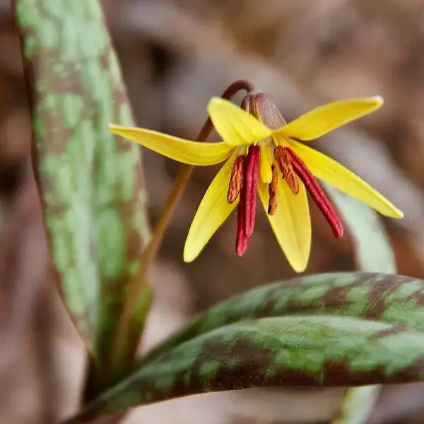 Foto de Erythronium americanum (Erythronium americanums)