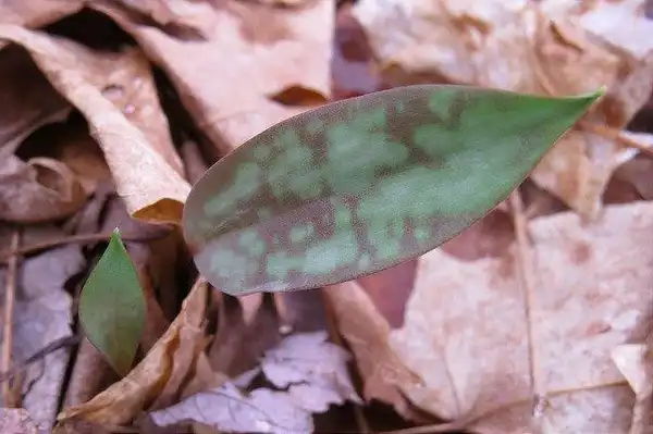 Foto de Erythronium americanum (Erythronium americanums)