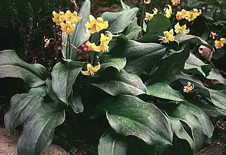 Foto de Erythronium 'Pagoda' (Erythronium 'Pagoda's)