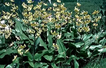 Foto de Erythronium 'Pagoda' (Erythronium 'Pagoda's)