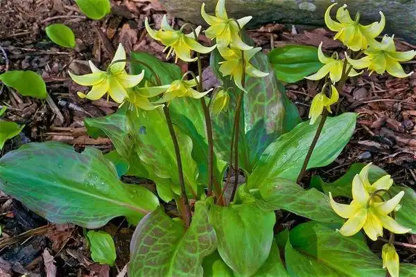 Foto de Erythronium 'Pagoda' - Erythronium 'Pagoda':Distant Hill Gardens