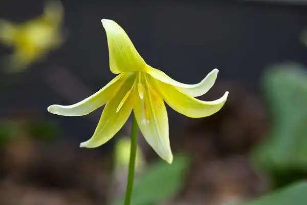Foto de Erythronium 'Pagoda' - Erthronium 'Pagoda' bloom detail:Chiot's Run