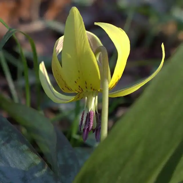 Foto de Erythronium umbilicatum (Erythronium umbilicatums)