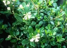 Photo of Escallonia rubra (Escallonia rubras)