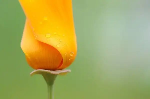 Foto de Eschscholzia californica (Eschscholzia californicas)