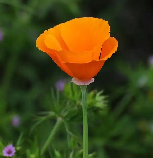 Foto de Eschscholzia californica (Eschscholzia californicas)