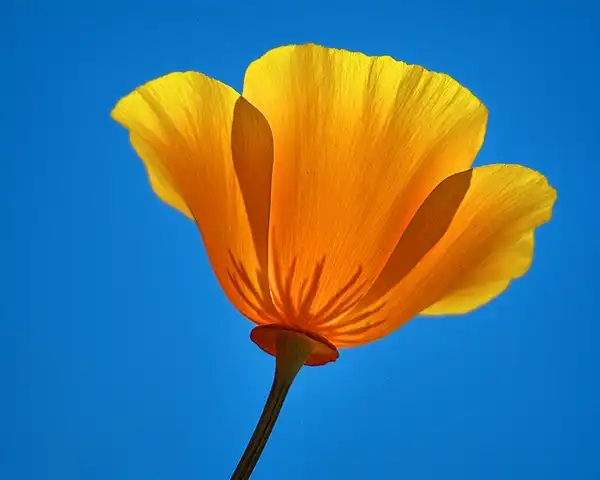 Foto de Eschscholzia californica - :Dagmar Collins