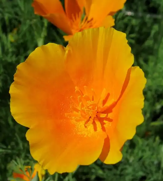 Foto de Eschscholzia californica - :John