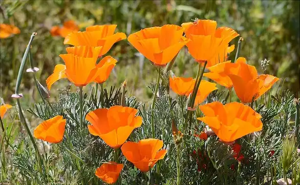 Foto de Eschscholzia californica - :tdlucas5000