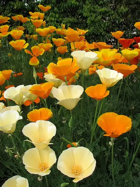 Foto de Eschscholzia californica - :Chris Gladis