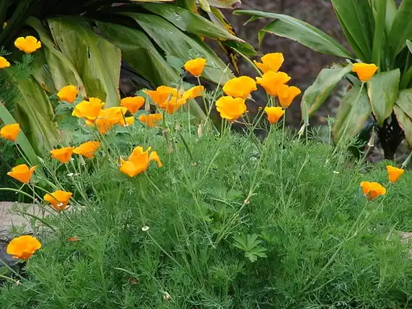 Foto de Eschscholzia californica - :Forest and Kim Starr