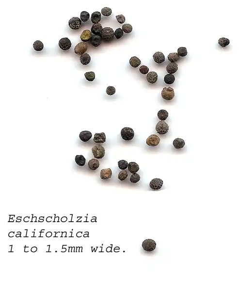 Foto de Eschscholzia californica - Seeds: