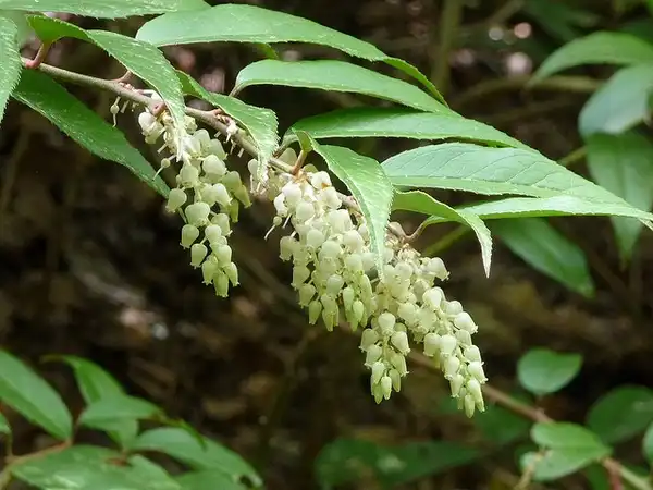 Photo of Eubotrys racemosa (Eubotrys racemosas)