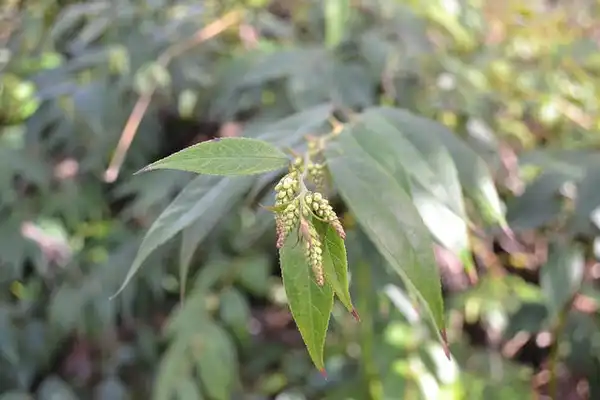 Photo of Eubotrys racemosa (Eubotrys racemosas)
