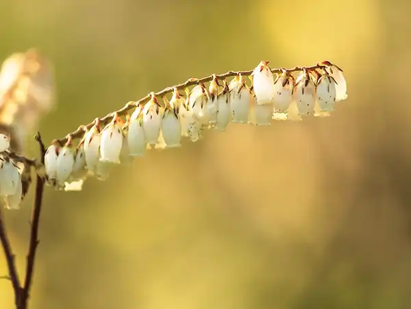 Photo of Eubotrys racemosa - Leucothoe racemosa:Ken Dodds