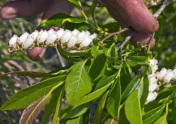 Photo of Eubotrys racemosa - whole plant:Charles_Wohlers
