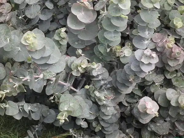 Фото Eucalyptus cinerea (Eucalyptus cinereas)