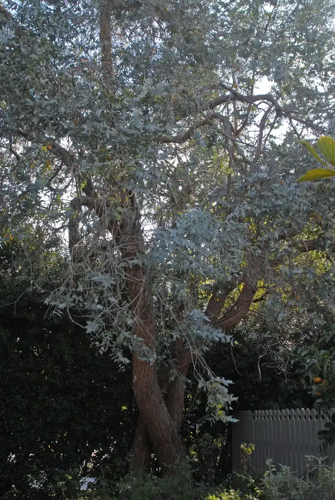 Фото Eucalyptus cinerea (Eucalyptus cinereas)