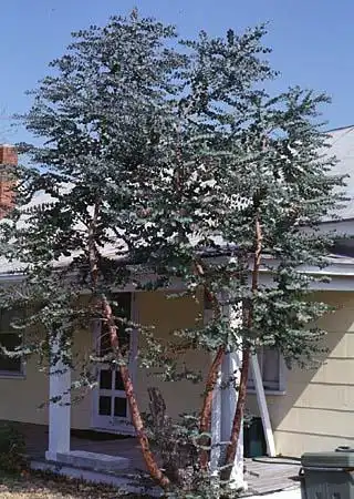 Foto de Eucalyptus (Eucalyptuss)