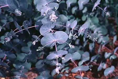 Foto de Eucalyptus (Eucalyptuss)