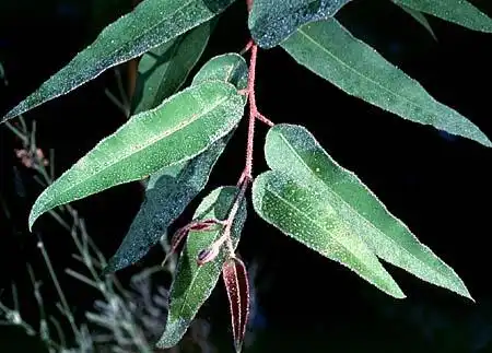 Foto de Eucalyptus - :