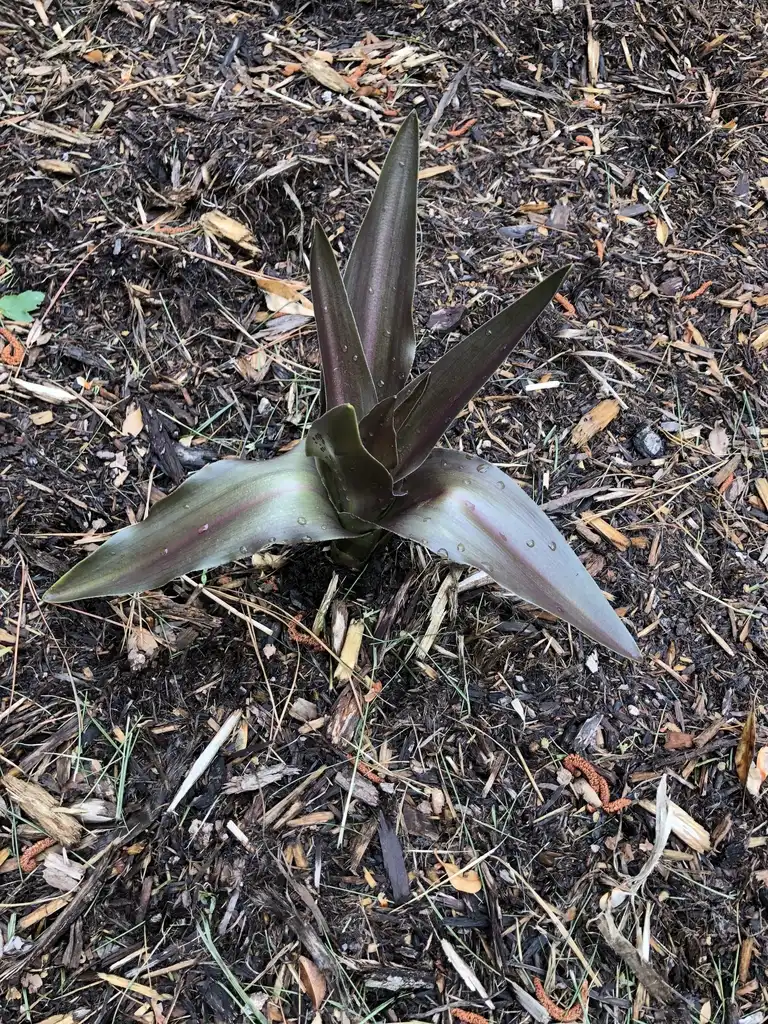 Фото Eucomis comosa 'Sparkling Burgundy' (Eucomis comosa 'Sparkling Burgundy's)