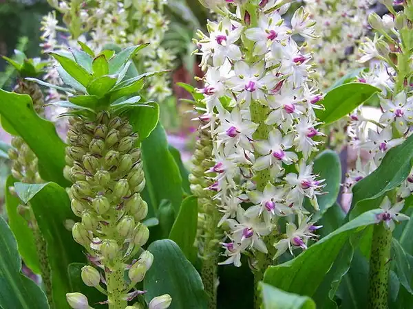 Фото Eucomis comosa (Eucomis comosas)
