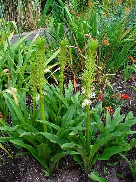 Фото Eucomis comosa (Eucomis comosas)