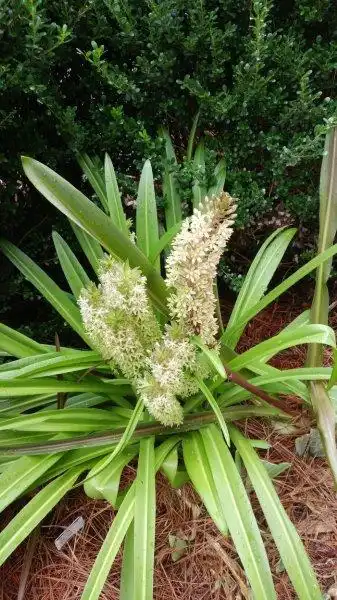 Фото Eucomis comosa - Eucomis comosa flower:Jan Huffman