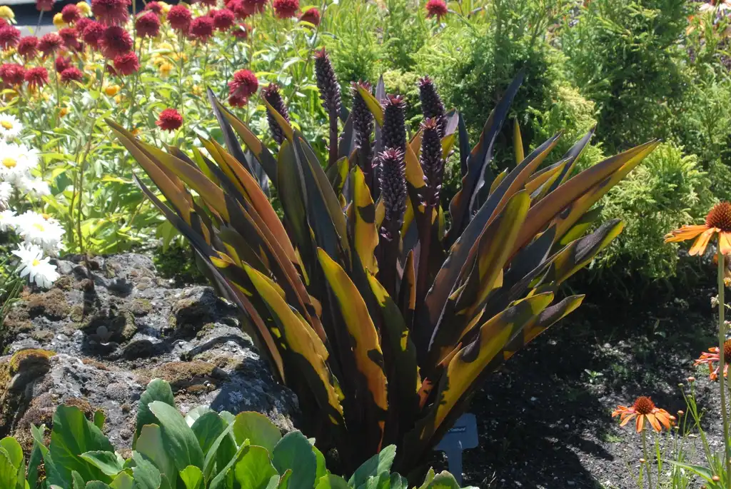 Photo of Eucomis (Eucomiss)