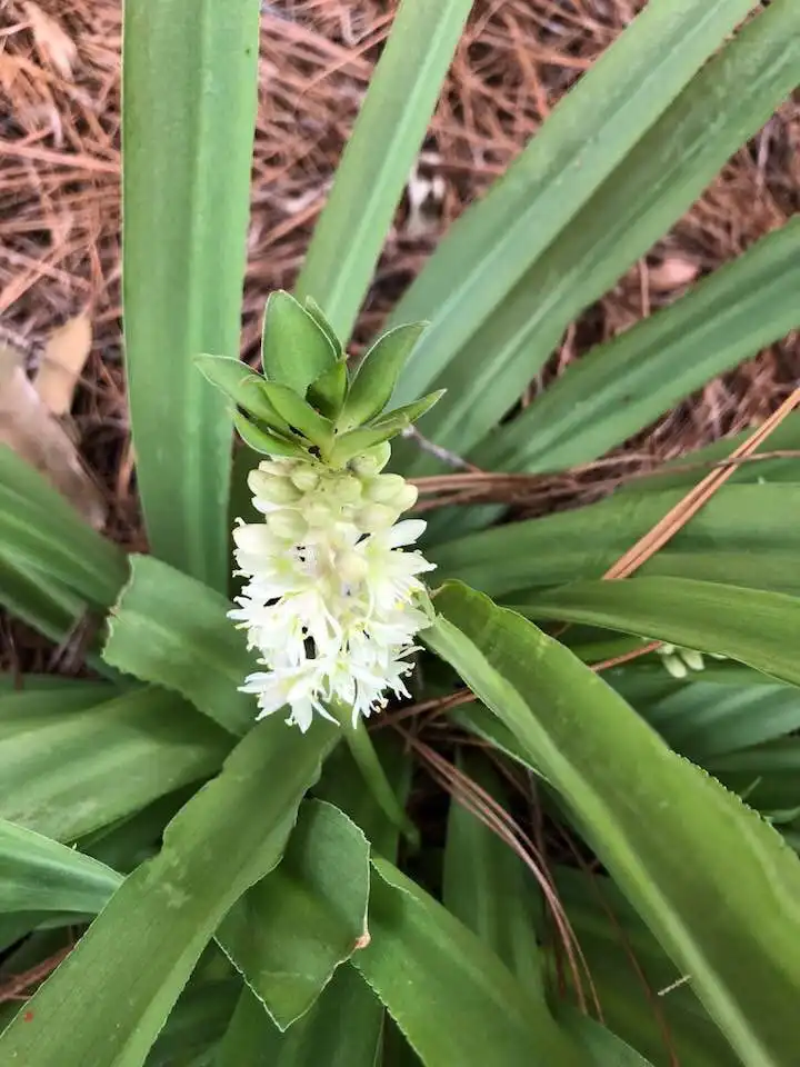 Photo of Eucomis (Eucomiss)