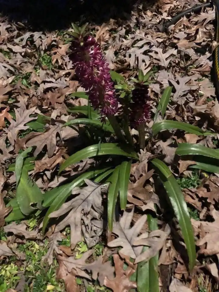 Photo of Eucomis - Form (Warren County,NC):Cathy Dewitt
