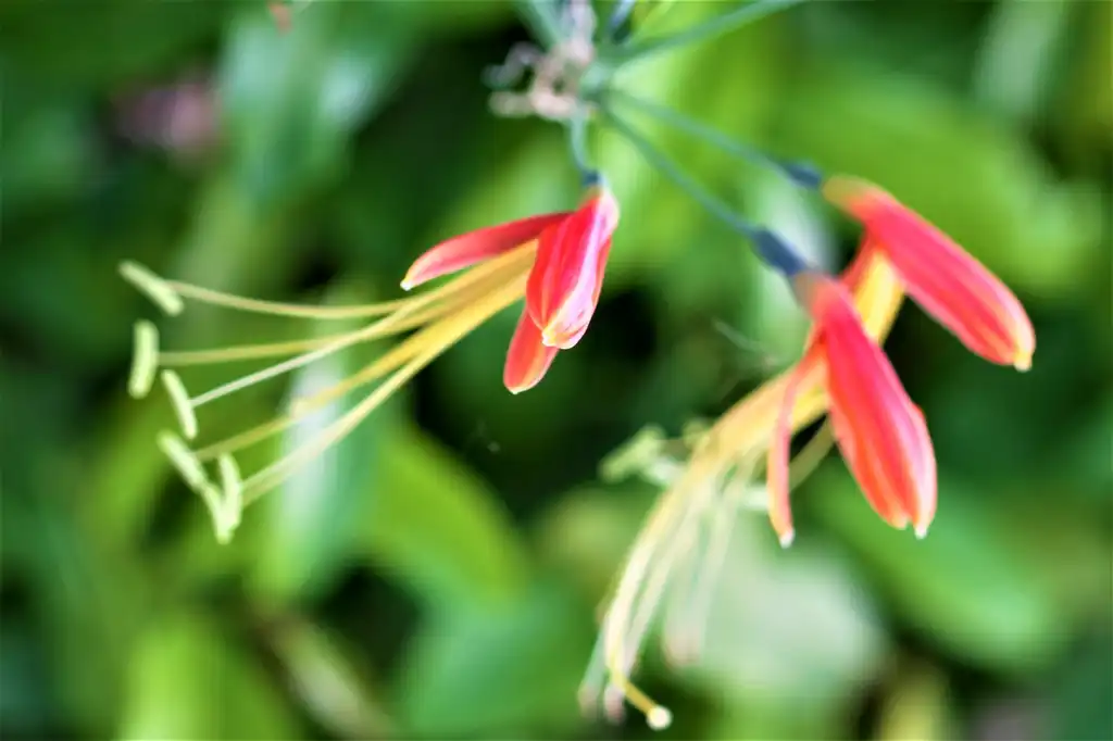 Photo of Eucrosia (Eucrosias)