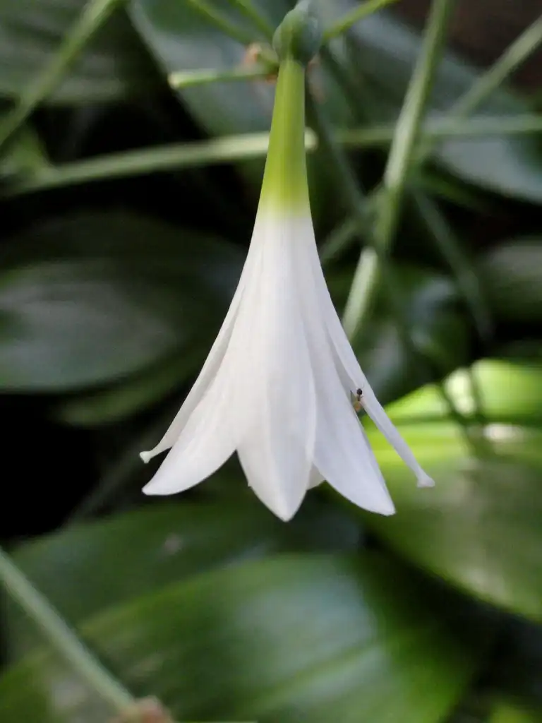 Photo of Eucrosia (Eucrosias)