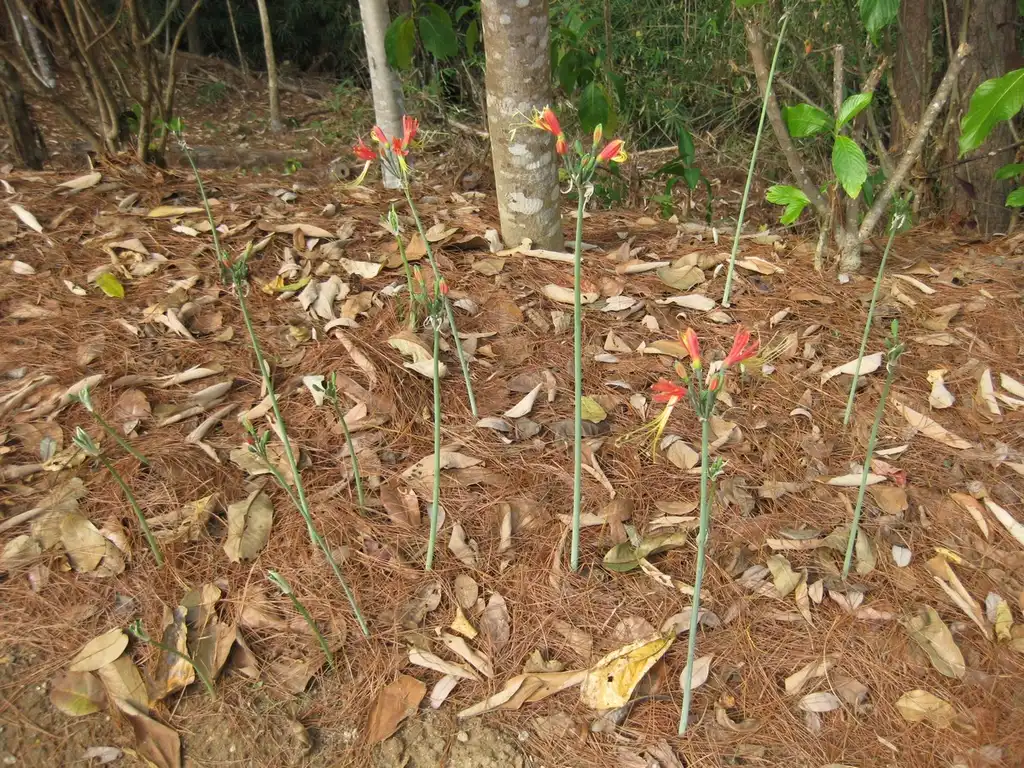 Photo of Eucrosia - erect habit:Raffi Kojian